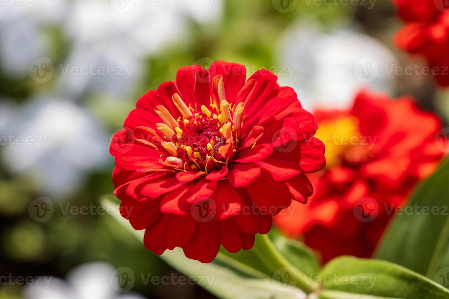 A Photo of a Red Dahlia in Full Bloom