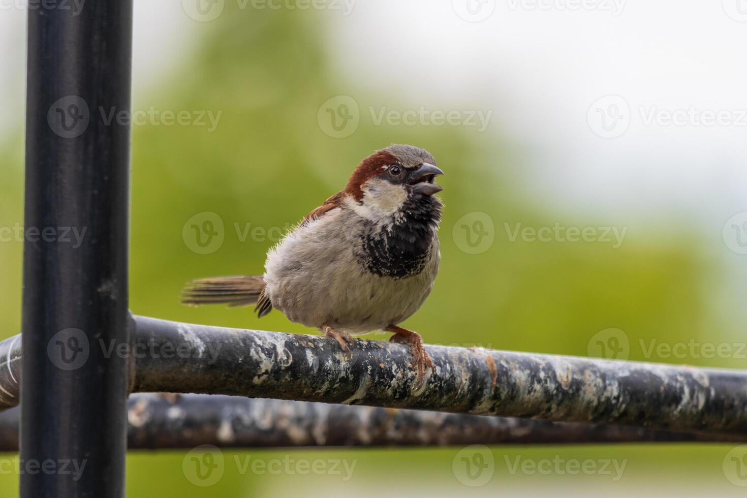 Close-Up of a Sparrow on a Metallic Perch photo
