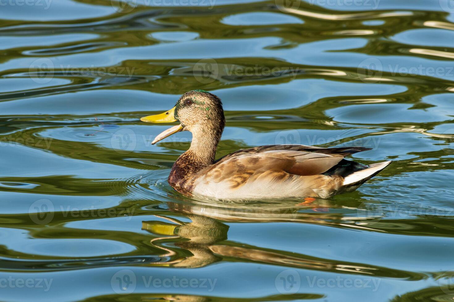 A duck swimming in a pond with some ripples photo