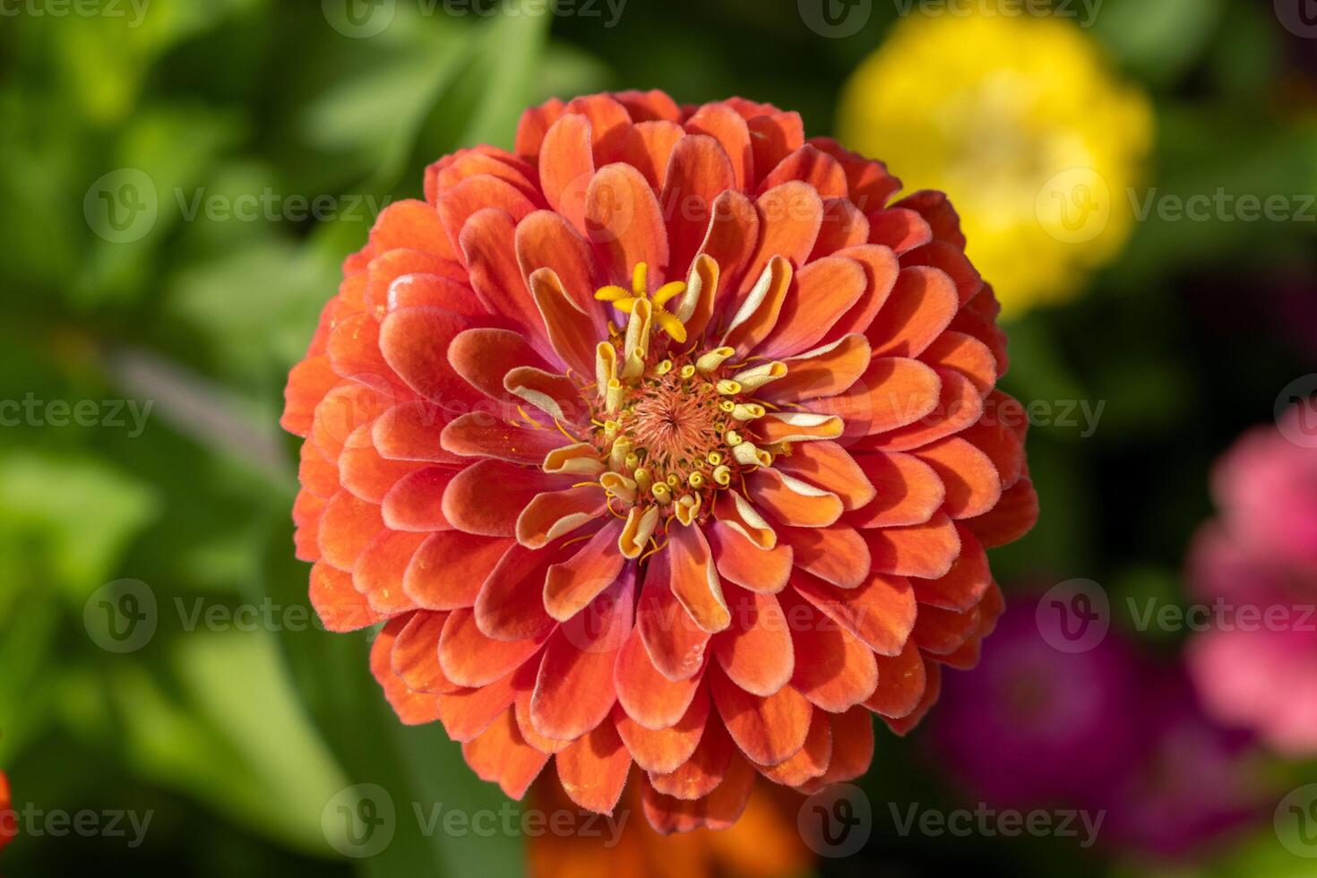 Macro photo of a red dahlia flower with beautiful petal formation