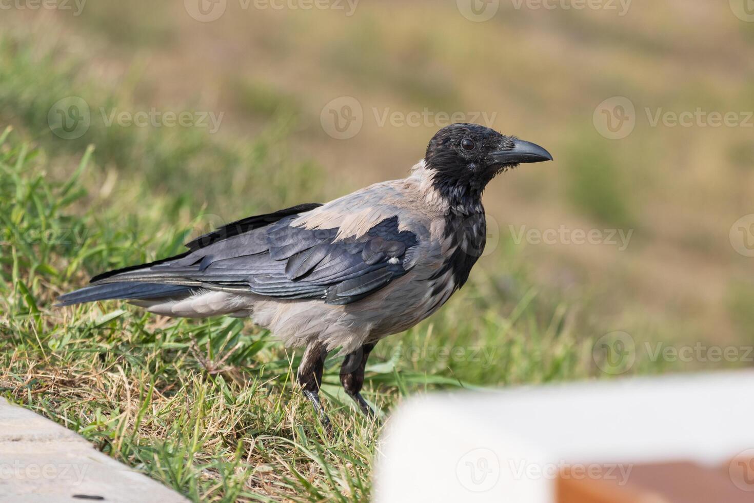 A crow standing on the grass near a bench photo