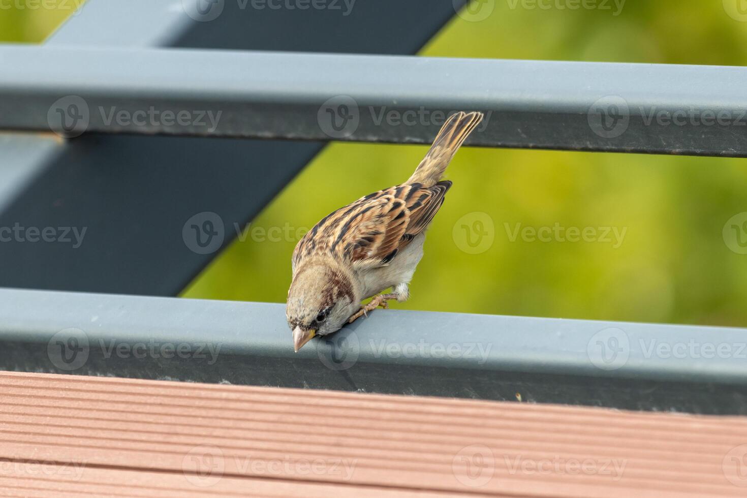 A small bird perched on a metal railing photo