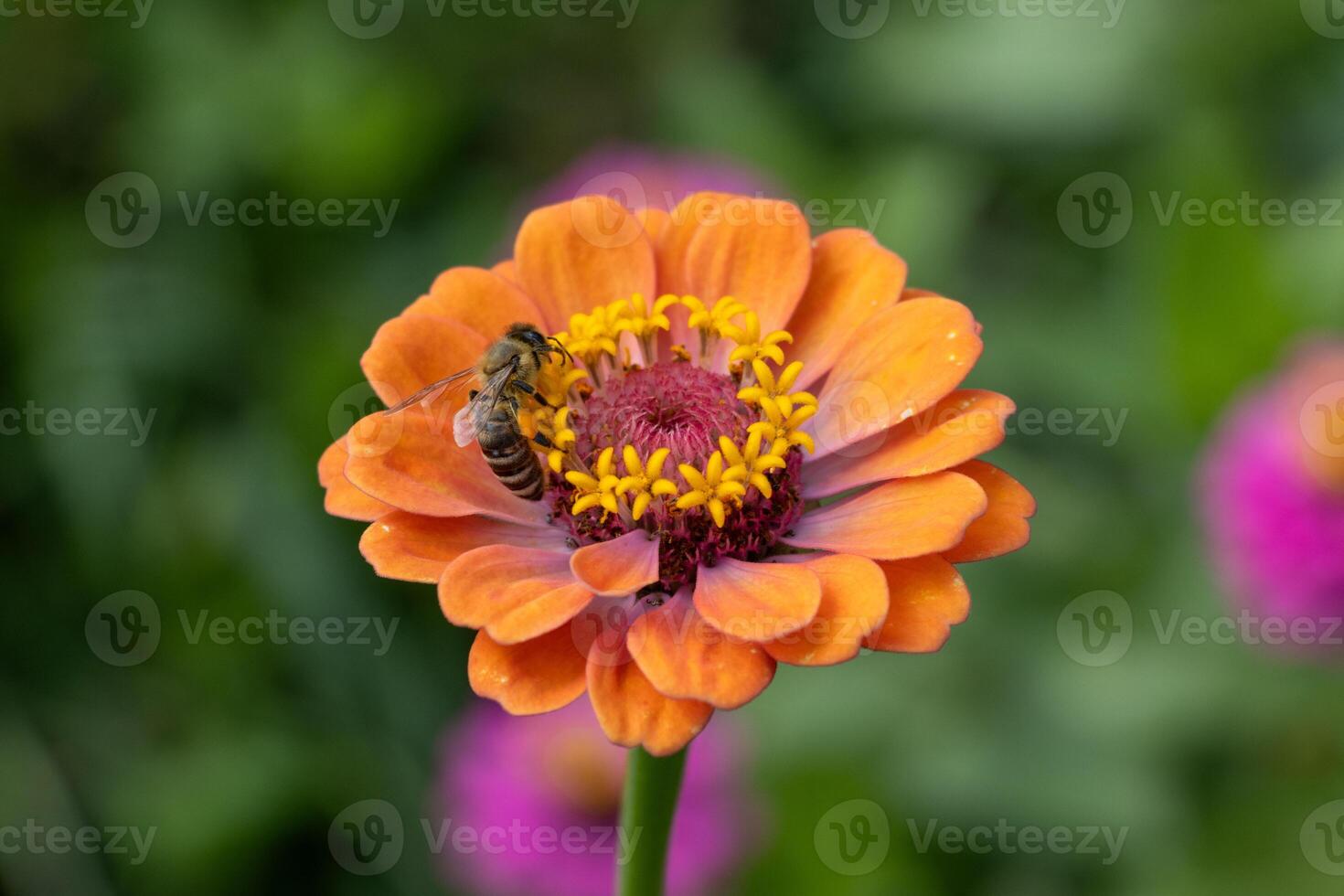 A bee on an orange flower with a green background photo