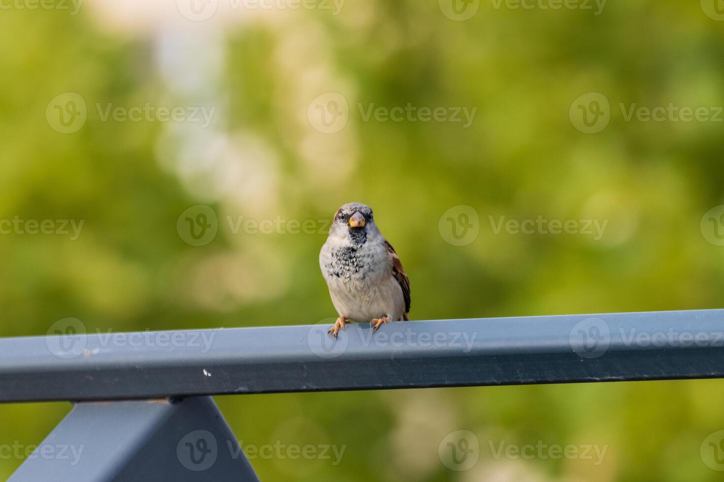 Close-Up of a Sparrow in Natural Harmony photo