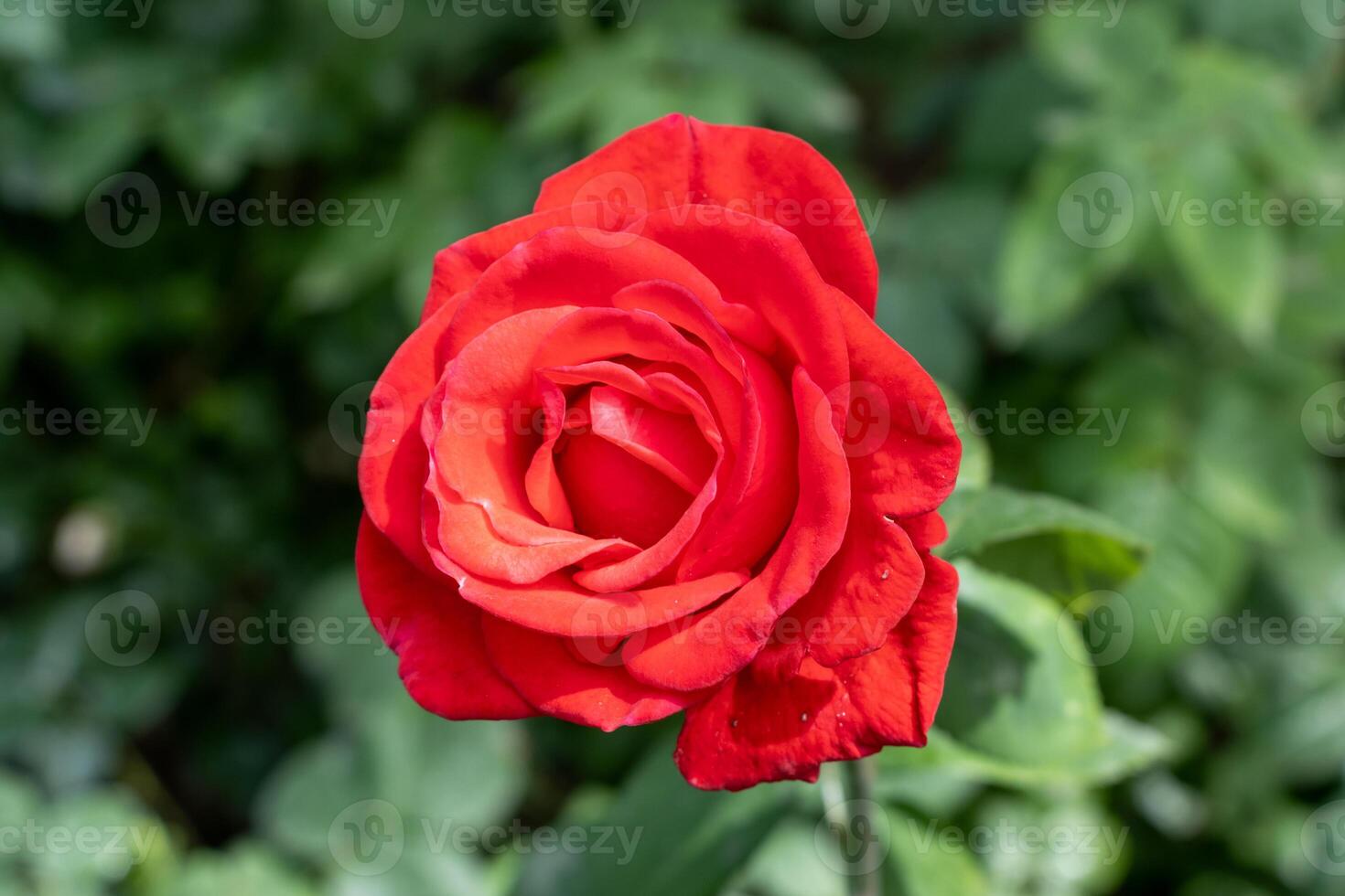 Macro photo of a red rose with beautiful petals