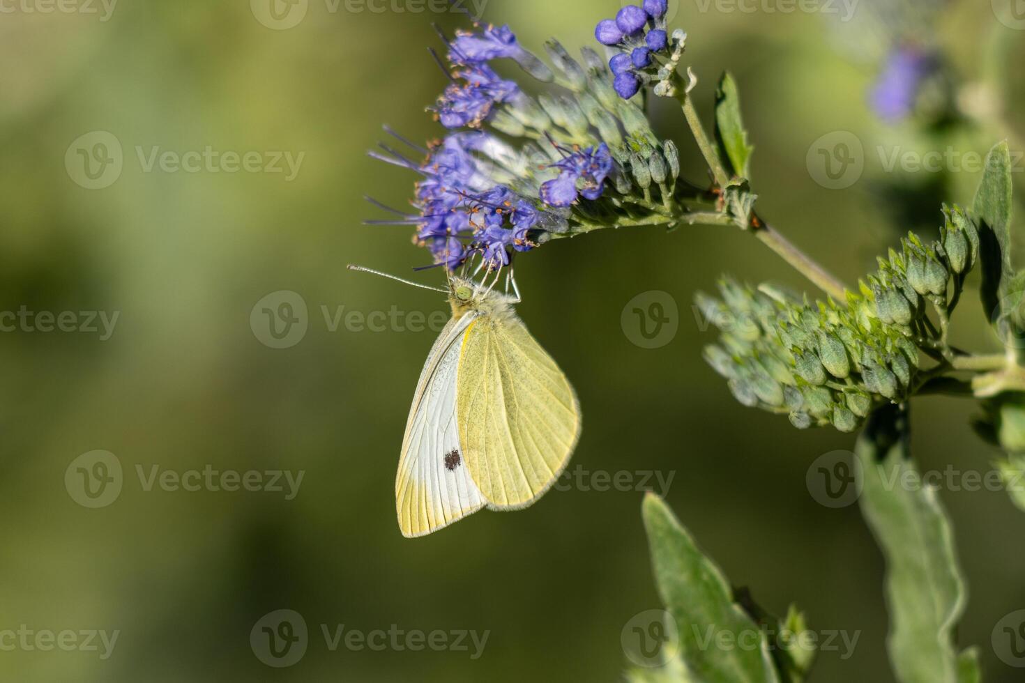 Macro photo of a butterfly drinking nectar