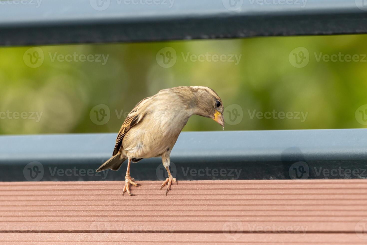 Close up photo of a sparrow siting on a wooden bench