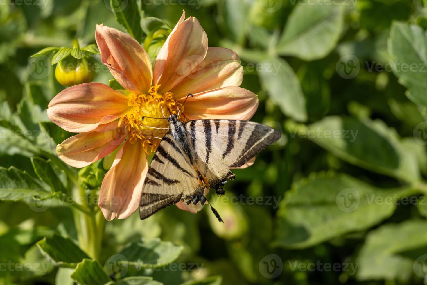 A butterfly on a flower with leaves in the background photo