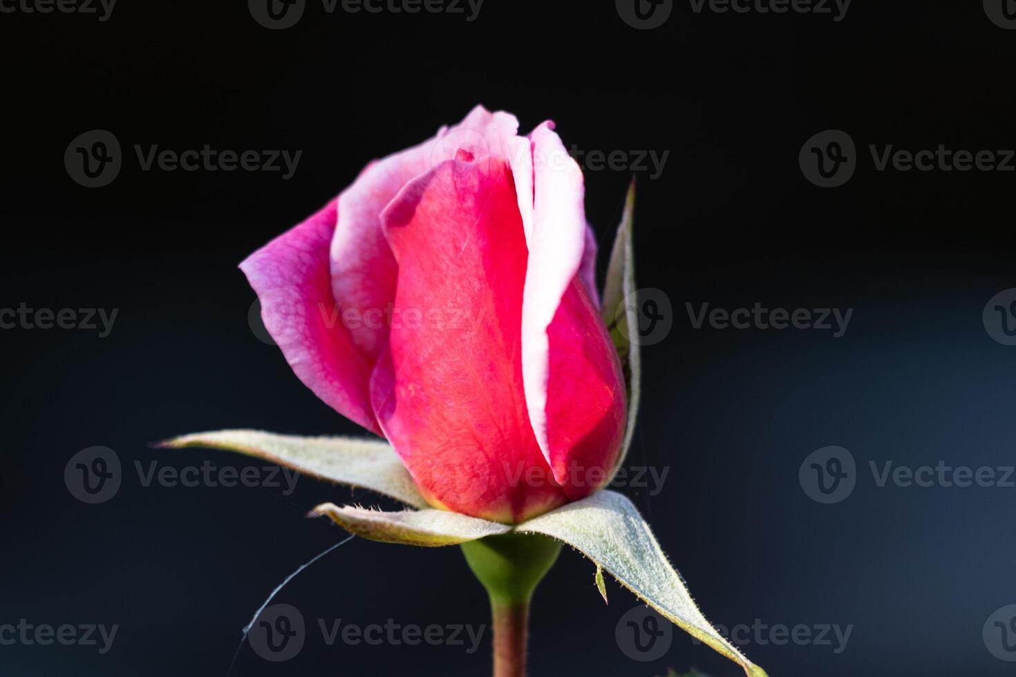 A single pink rose is shown in front of a black background photo