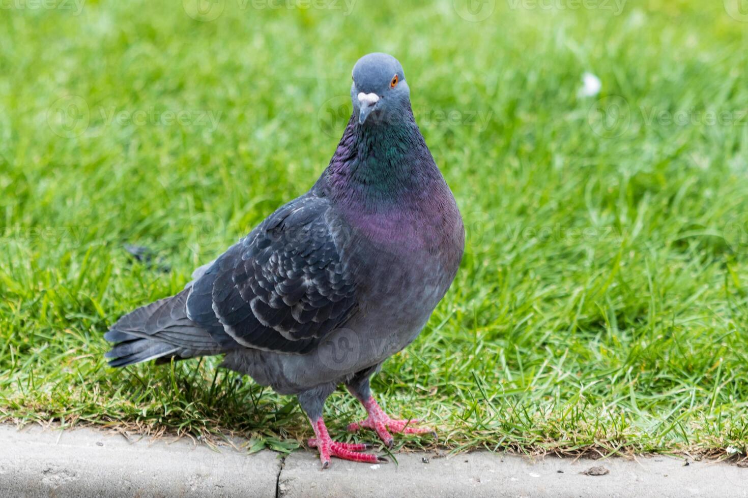 A pigeon standing on the grass near a curb photo