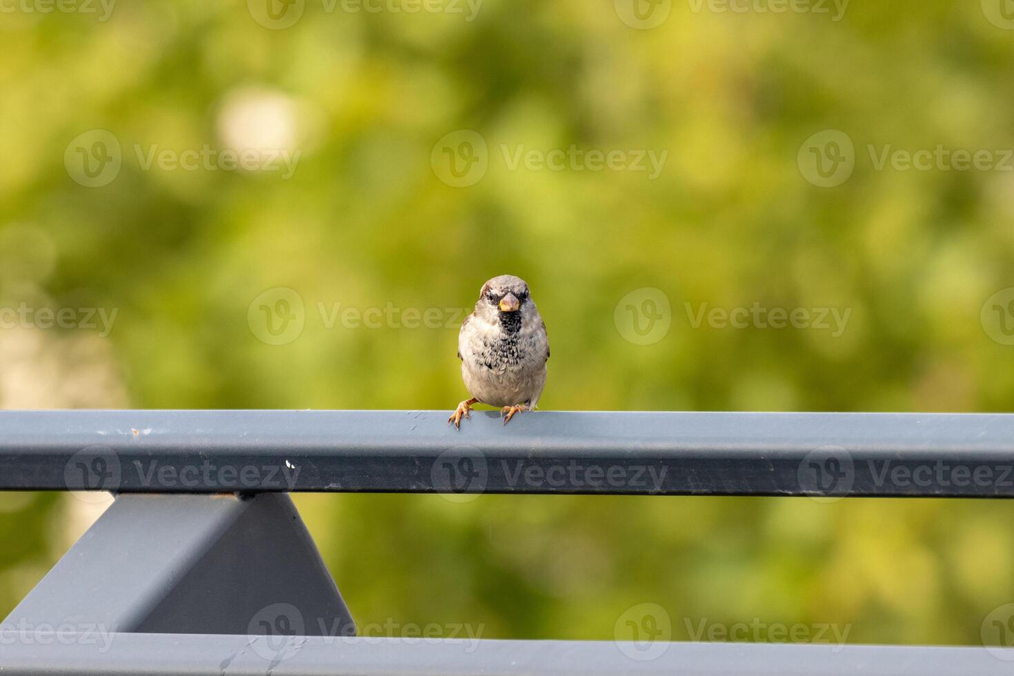 A small sparrow bird sitting on a metal railing photo