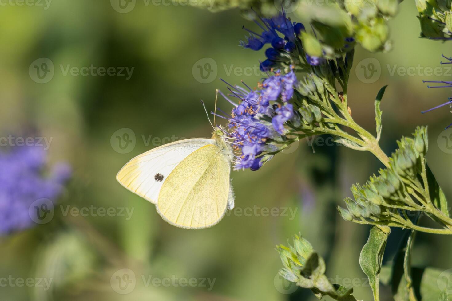 Close up photo of a butterfly drinking nectar