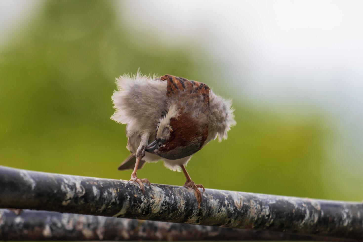 A bird with its head down on a pole photo