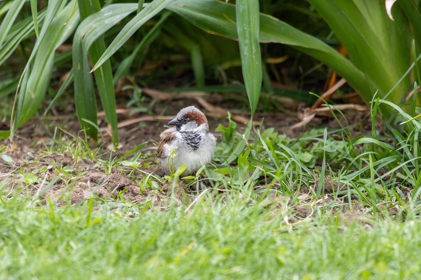 A small bird is standing in the grass photo