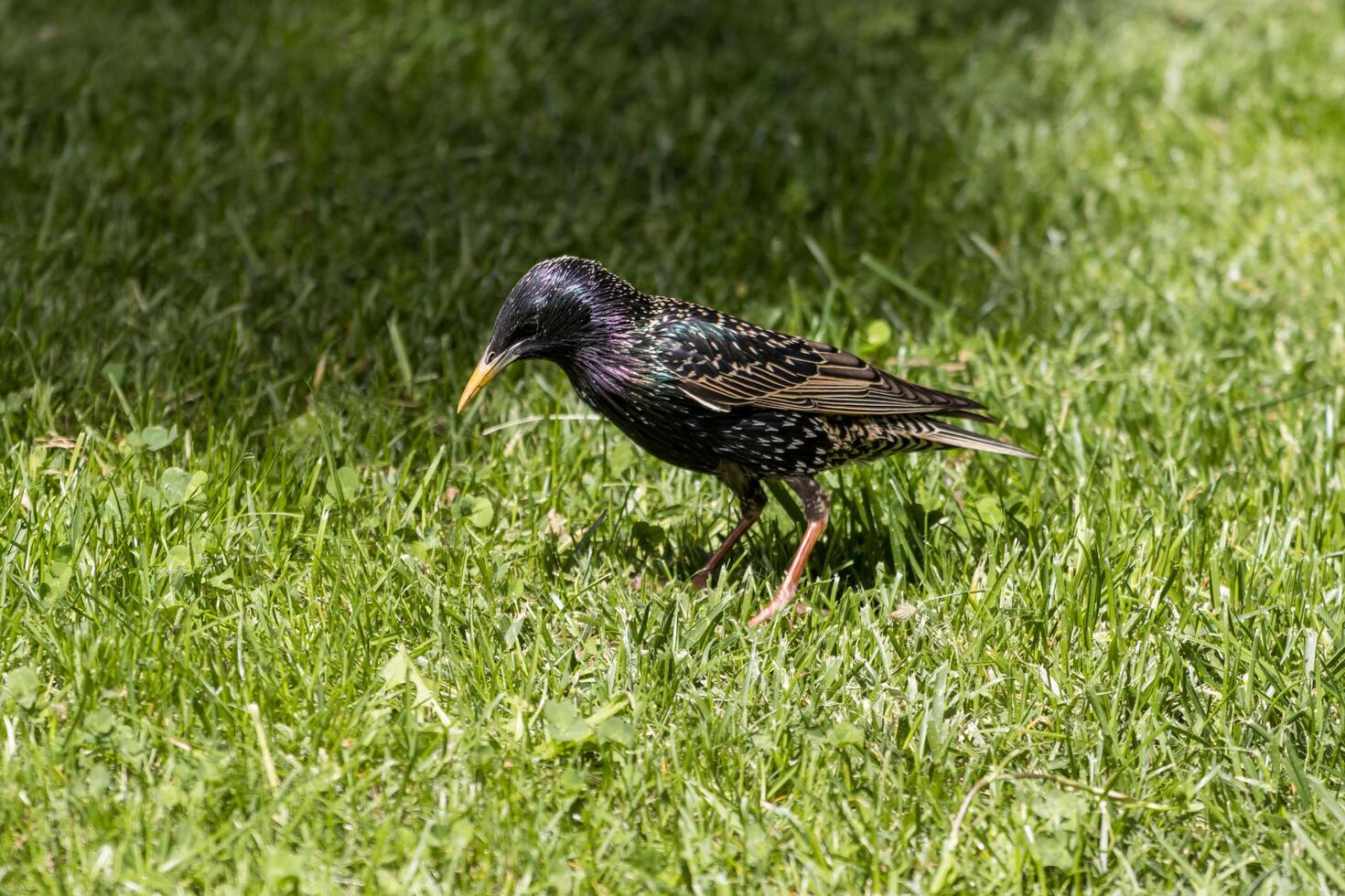 A bird is standing in the grass photo