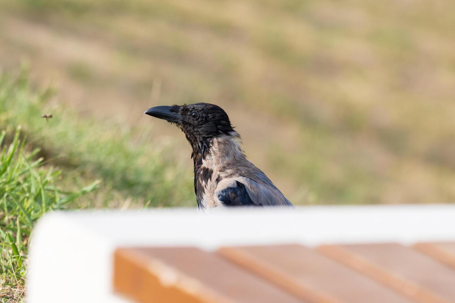 A crow is sitting on a bench in the grass photo