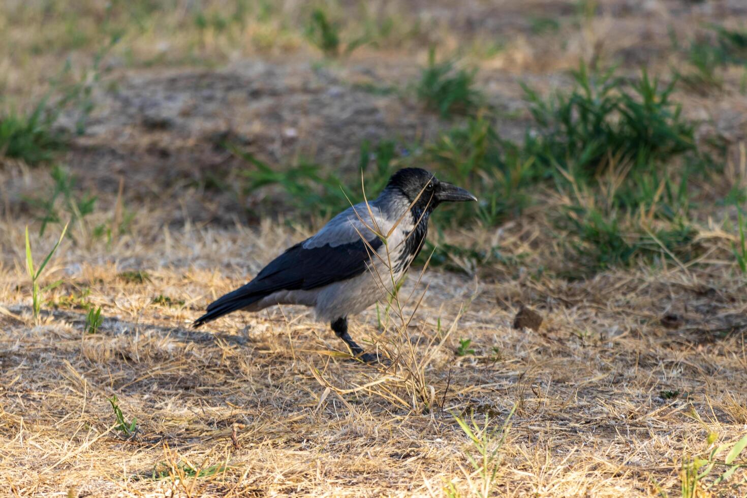 A bird with a black and gray head standing in the grass photo
