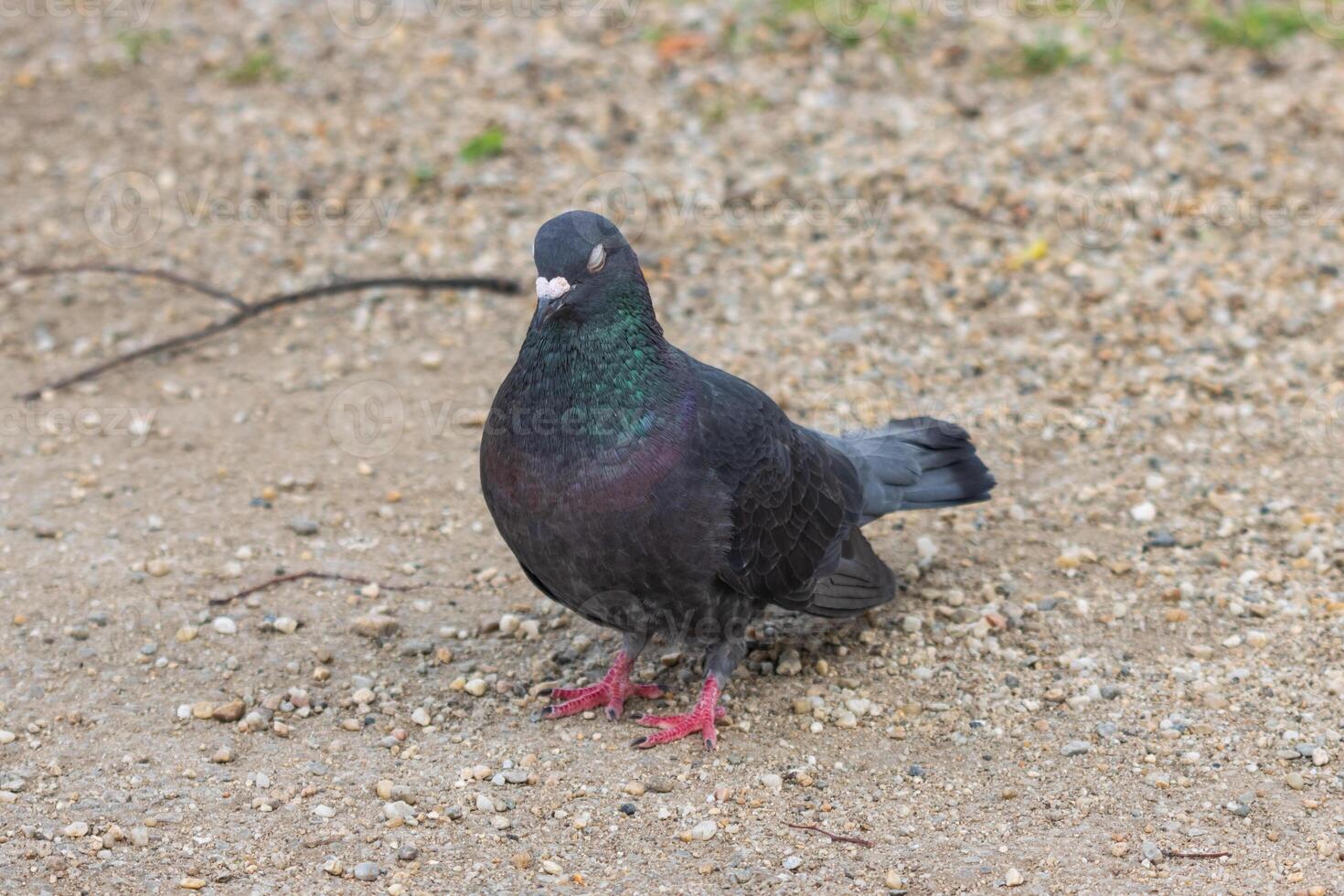 A Photo of a Pigeon Resting on the Ground