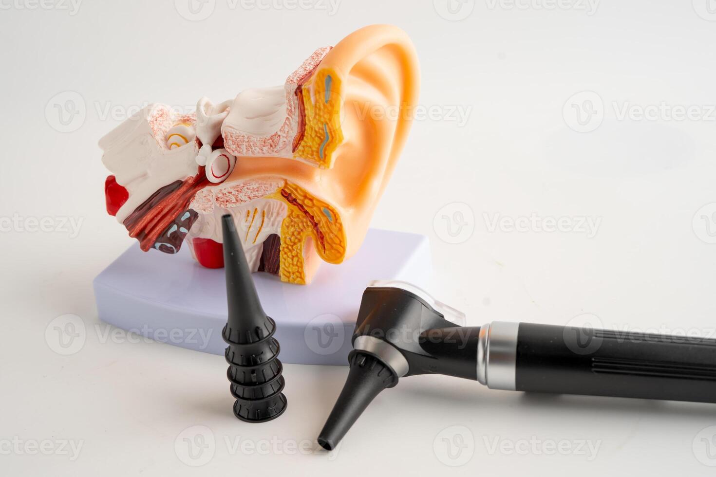 Otoscope with model for audiologist or ENT doctor use otoscope checking ear and treat hearing loss problem. photo