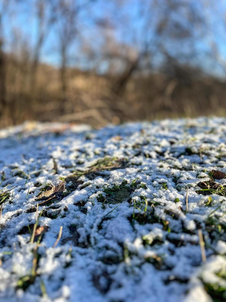 Light snow covering grass blades in winter landscape photo