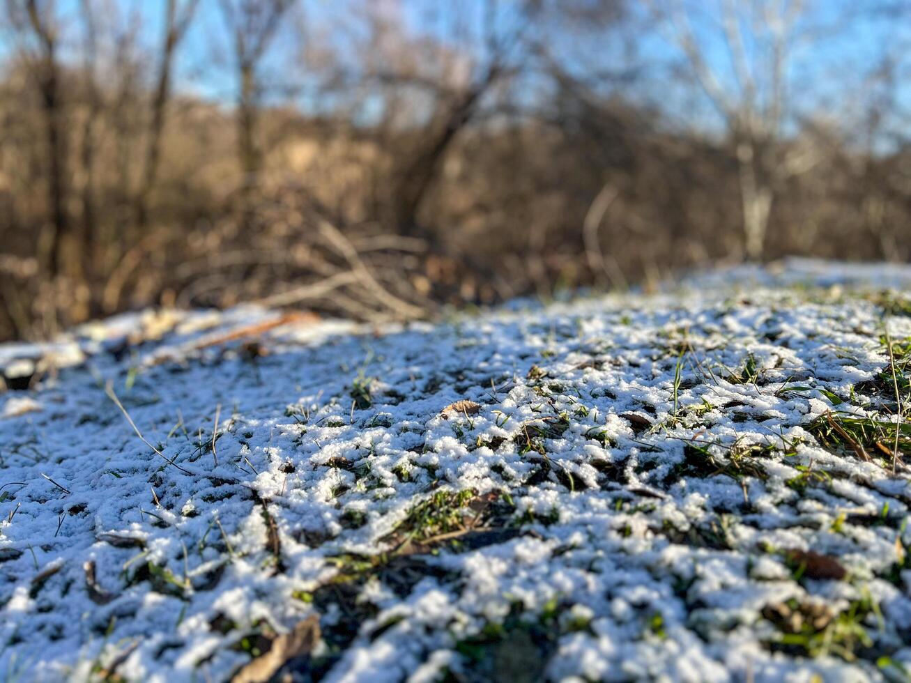 Close-up of snow dusting blades of grass in winter forest photo