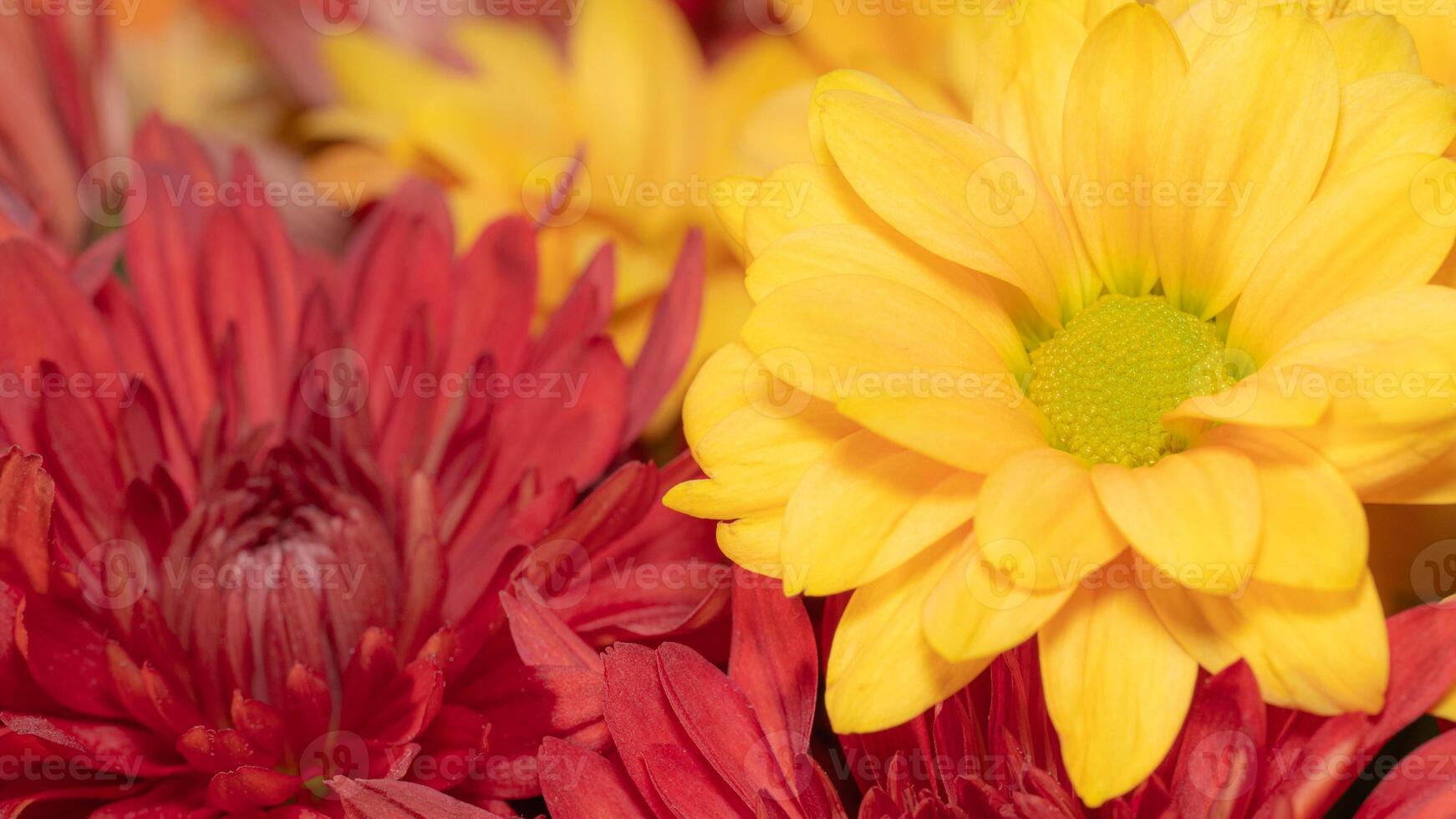 Bright petals of red and yellow chrysanthemum flowers. photo