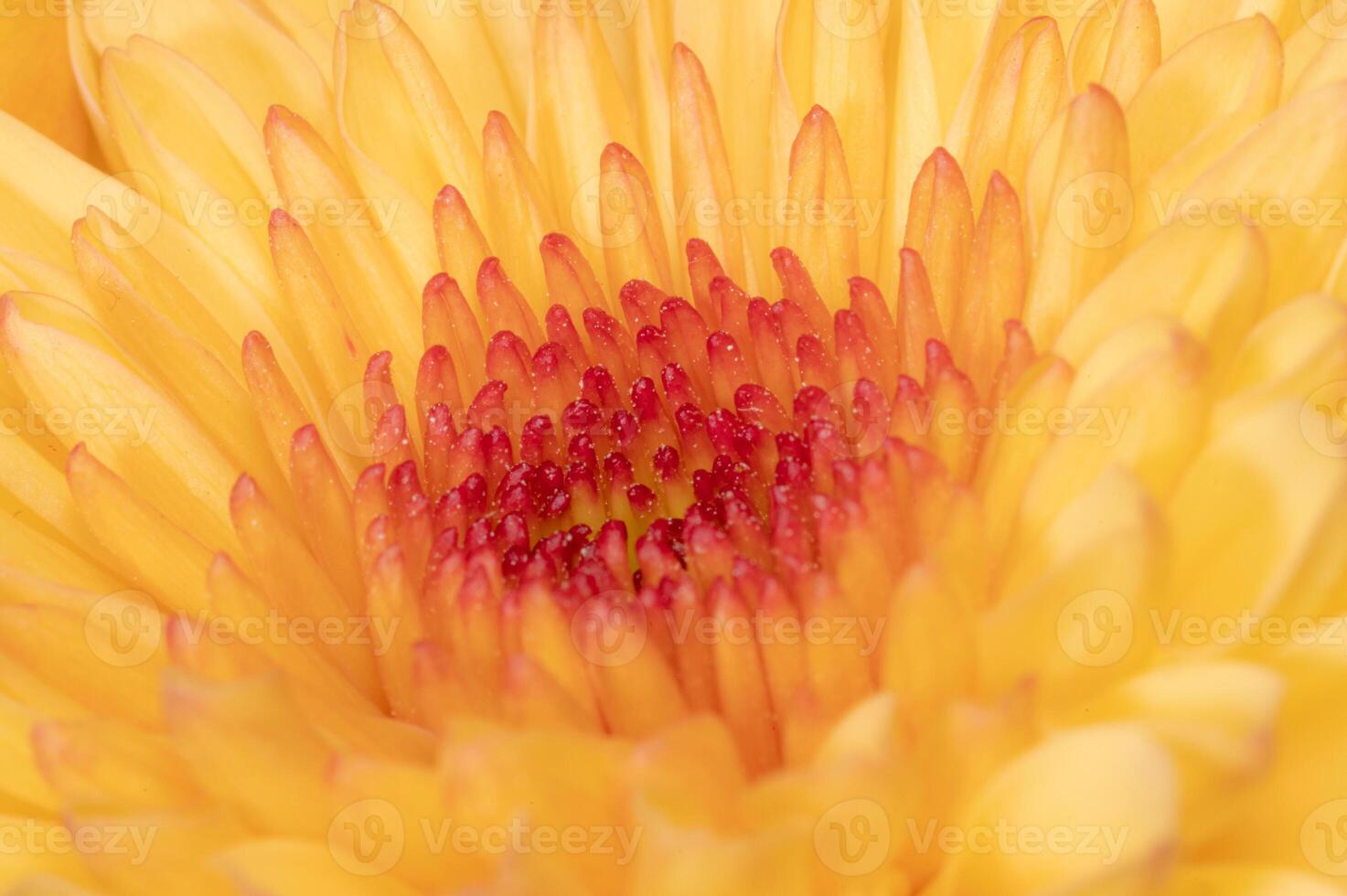 A vibrant macro image of the center of a chrysanthemum. photo