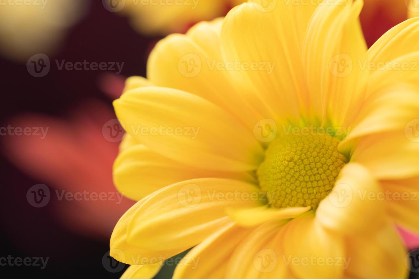 Closeup of a flower with vibrant yellow petals. photo