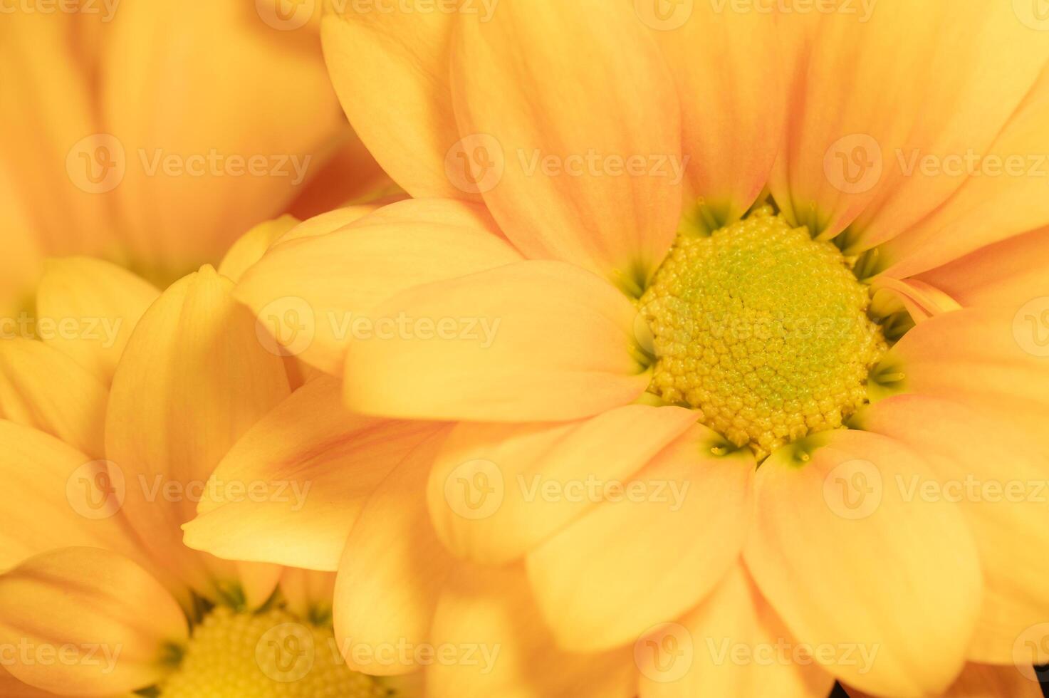 Vibrant yellow blooms in a cheerful bouquet photo