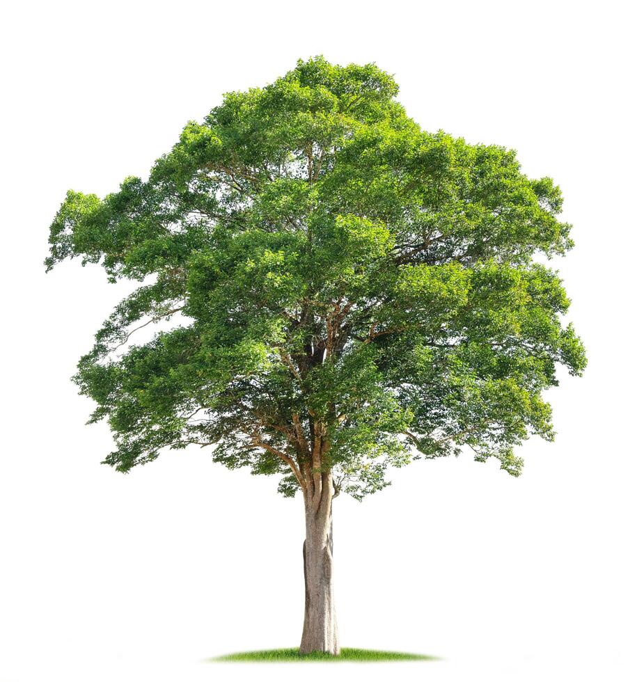 large tree stands alone in a field of grass photo