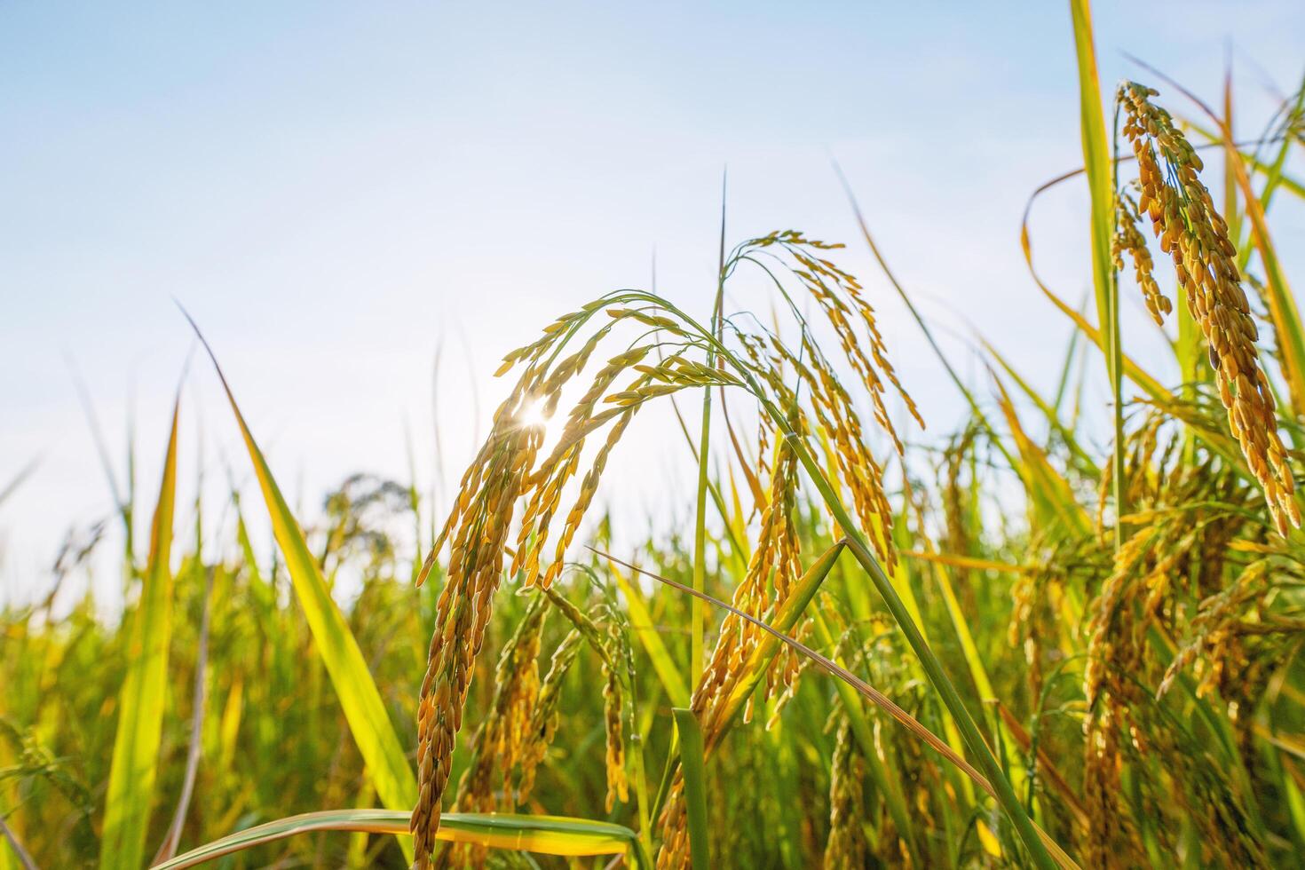 field of rice plants with the sun shining on them photo