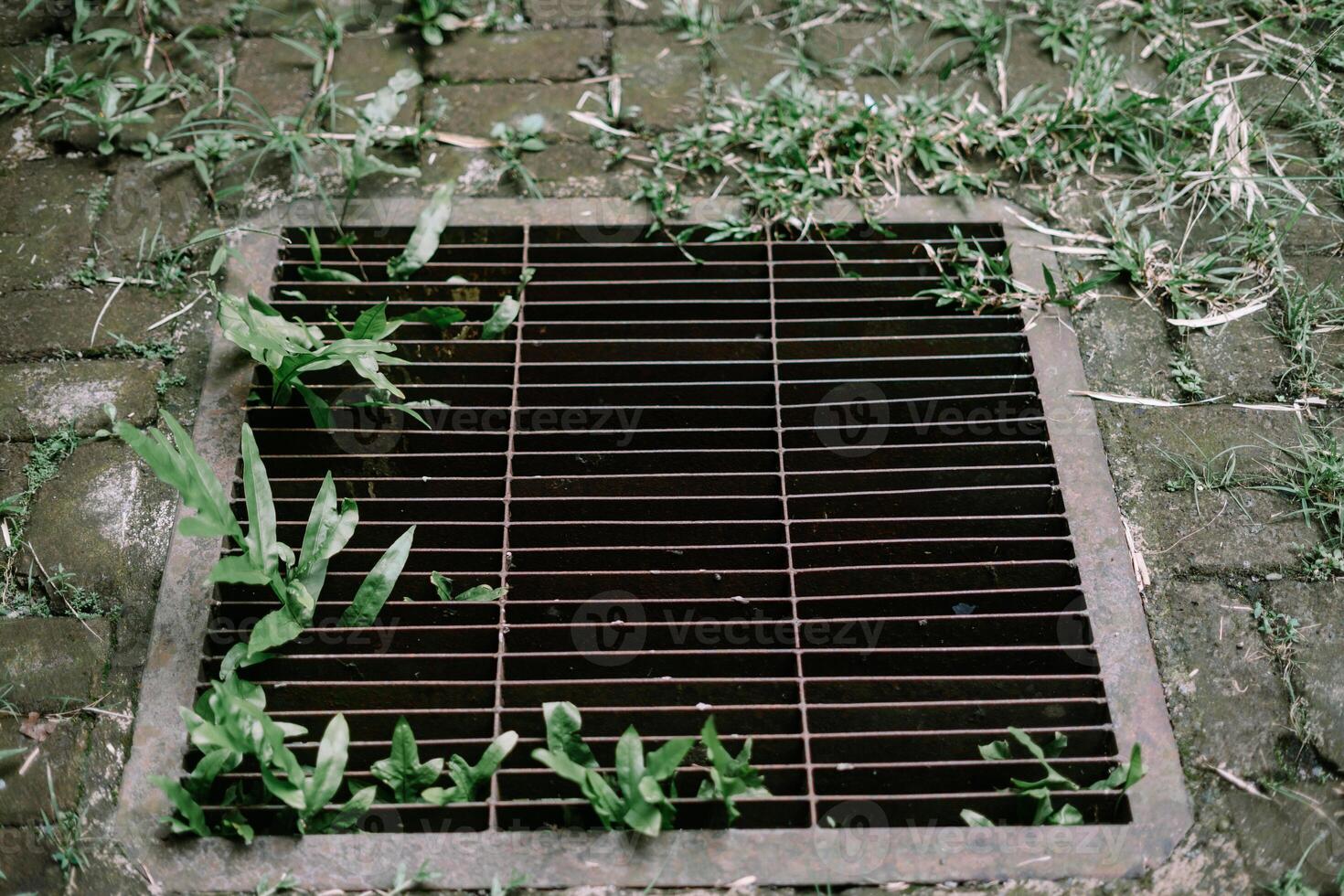 Iron drain cover with grass and plants growing on wet pavement, blending nature and urban design. photo