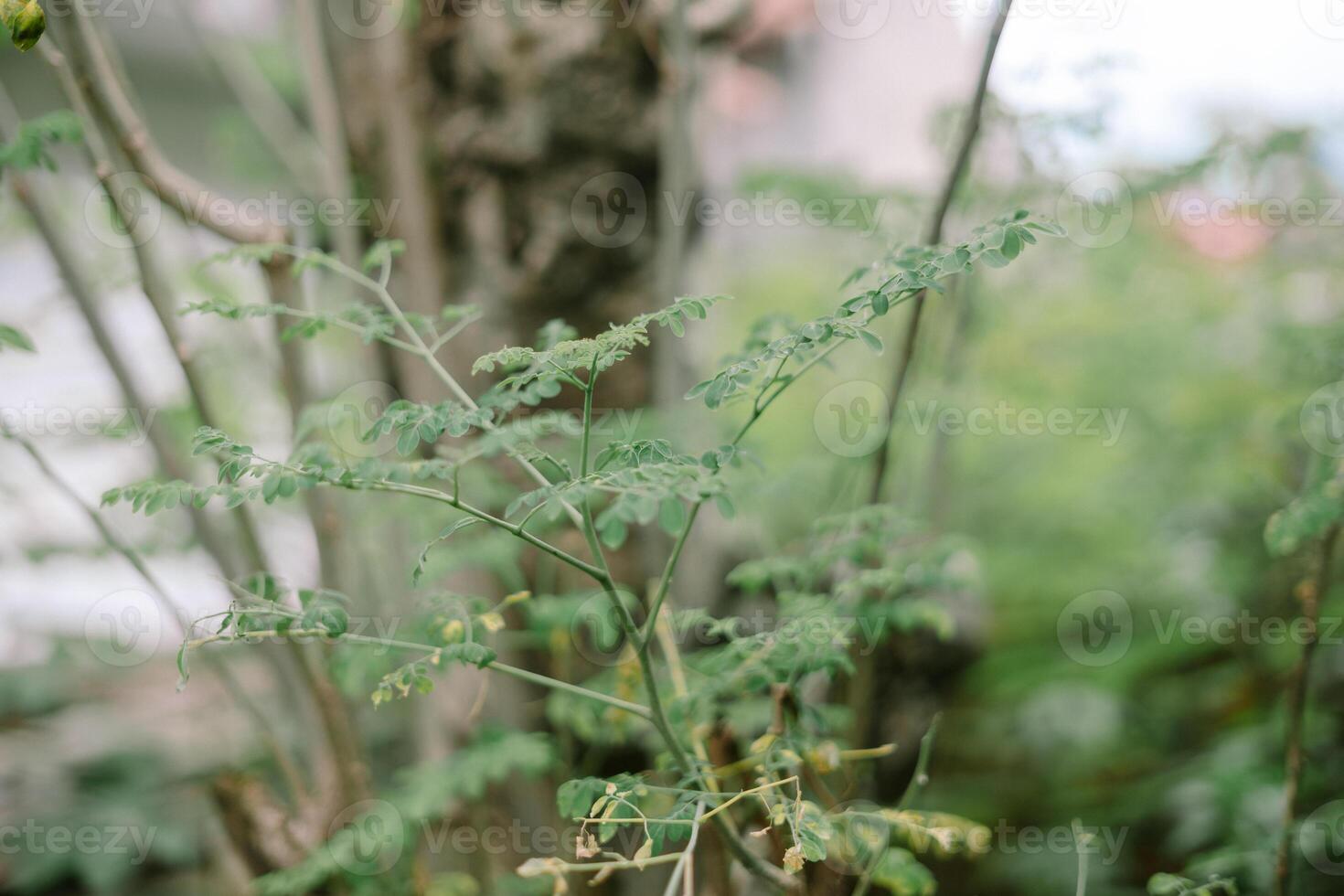 Moringa oleifera is a fast-growing, drought-resistant tree of the family Moringaceae, photo