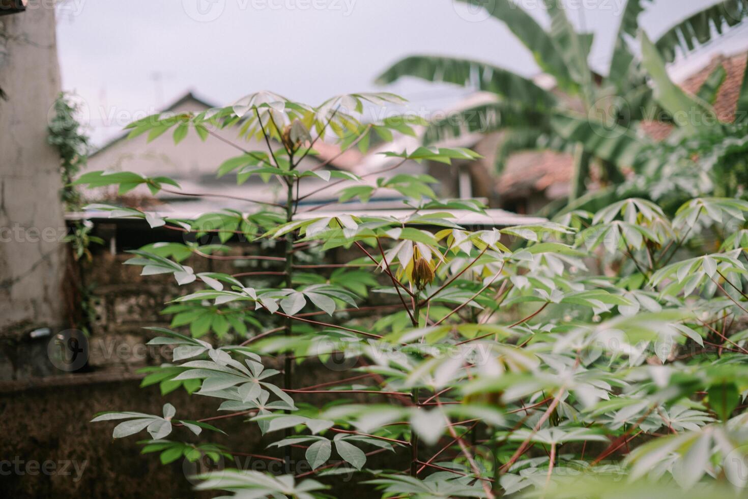 Young cassava tree with vibrant green leaves growing photo