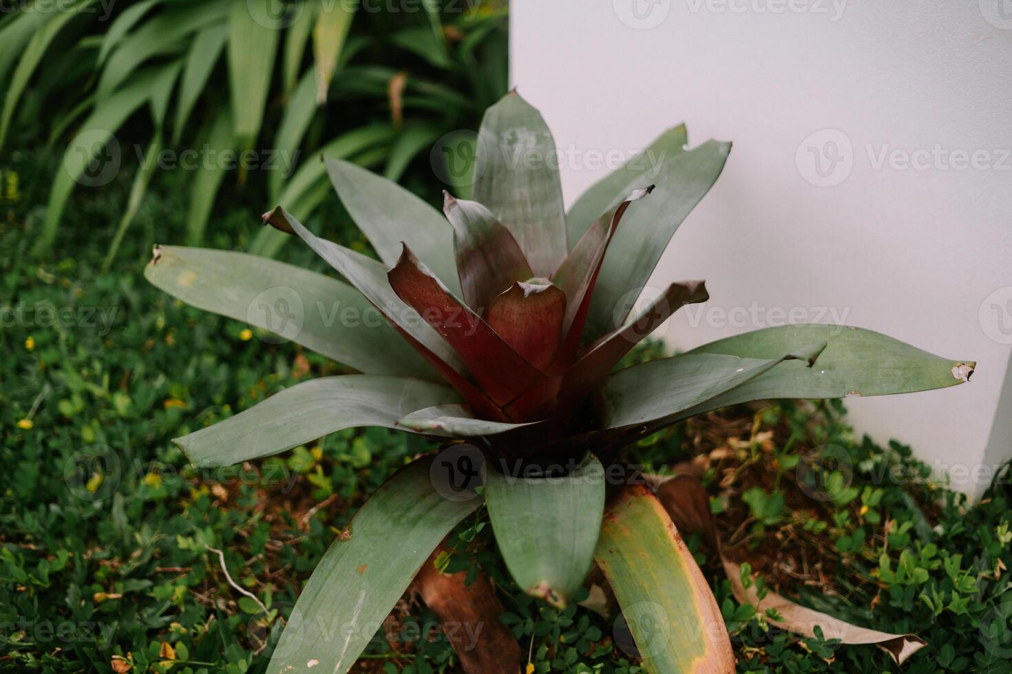 Close-up of a bromeliad plant with green and burgundy leaves so nice photo