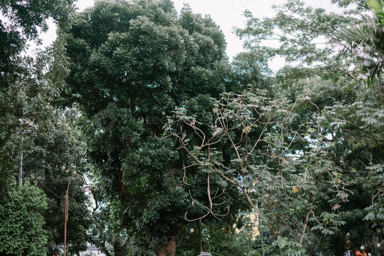 Lush green trees in an urban area, creating a peaceful and refreshing natural atmosphere. photo