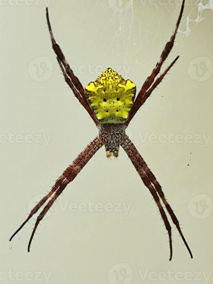 Golden Orb-Weaver Spider on its Web photo
