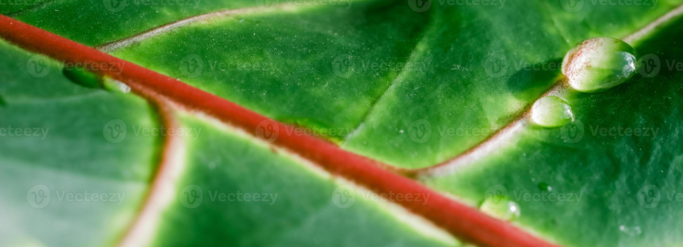 Abstract green background. Macro Croton plant leaf with water drops. Natural background for brand design photo