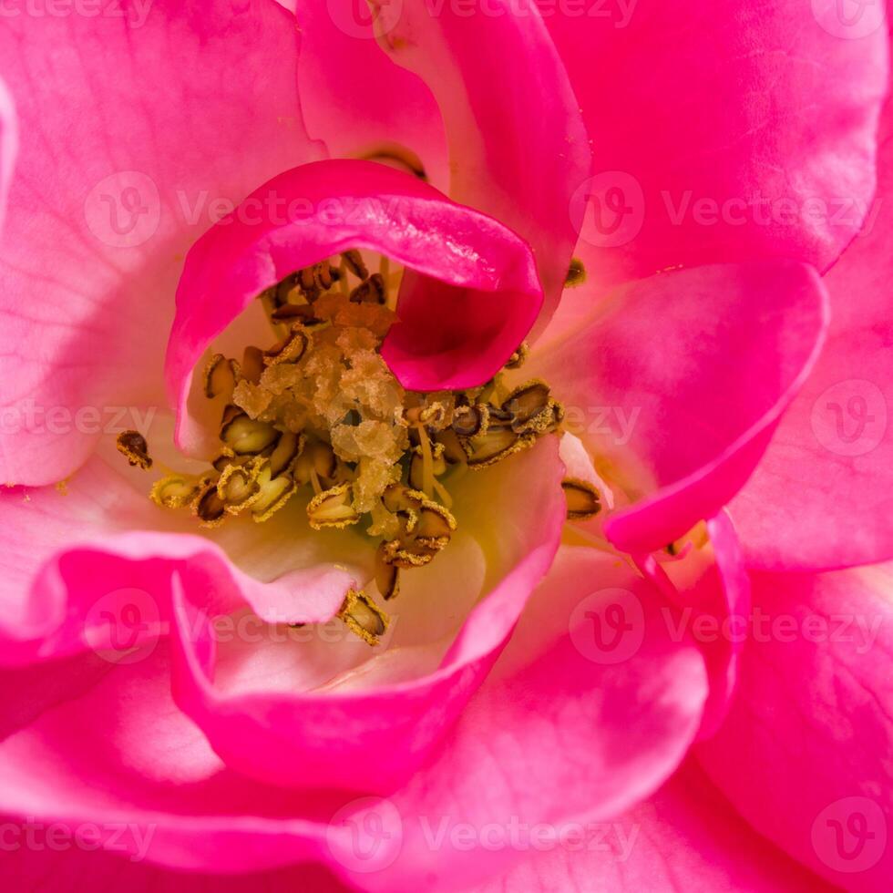 Soft focus, abstract floral background, pink rose flower petals. Macro flowers backdrop for holiday design photo