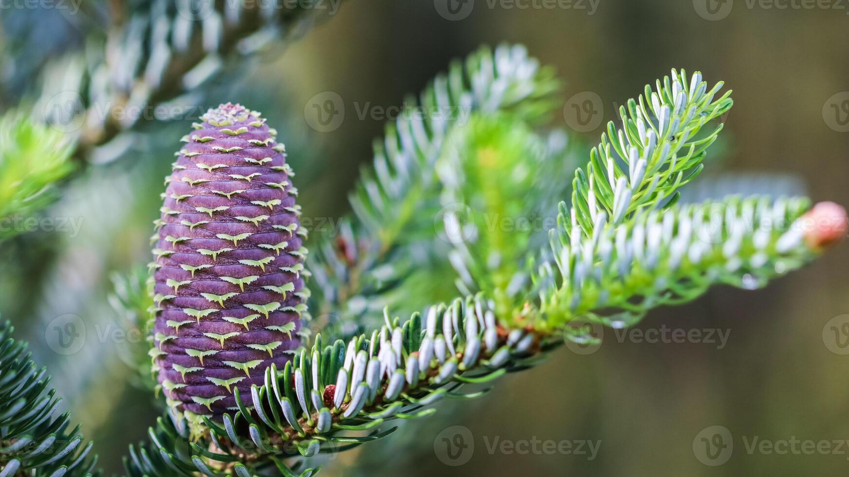 A branch of Korean fir with young cones in spring garden photo