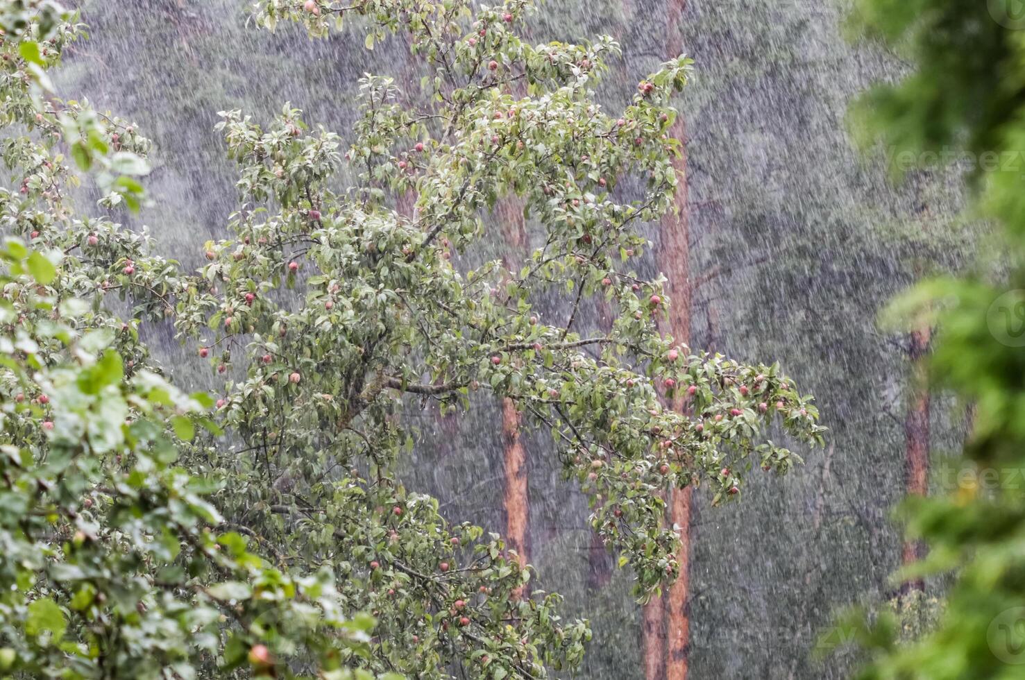 Heavy rain in the garden against the background of an apple tree and a pine forest in summer photo