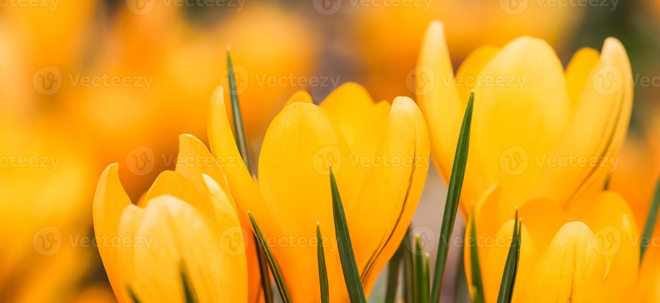 Abstract floral background, yellow crocus flowers. Macro flowers backdrop for holiday brand design photo