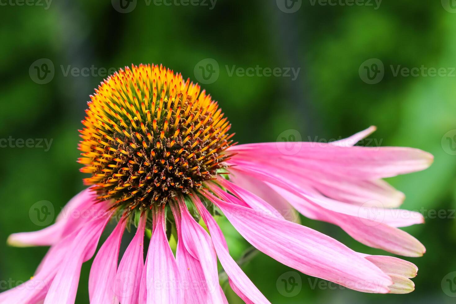 Echinacea purpurea , coneflower. Beautiful purple flowers with an orange center in the garden photo