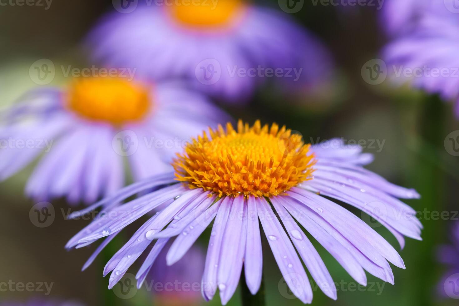 Alpine aster , Aster alpinus. Beautiful purple flowers with an orange center and drops of water after rain in the garden photo