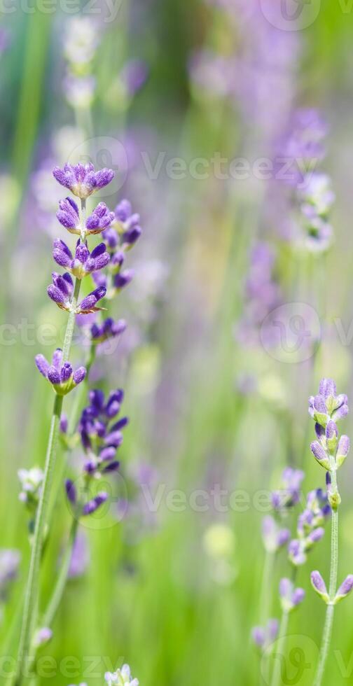 Soft focus on beautiful lavender flowers in summer garden photo