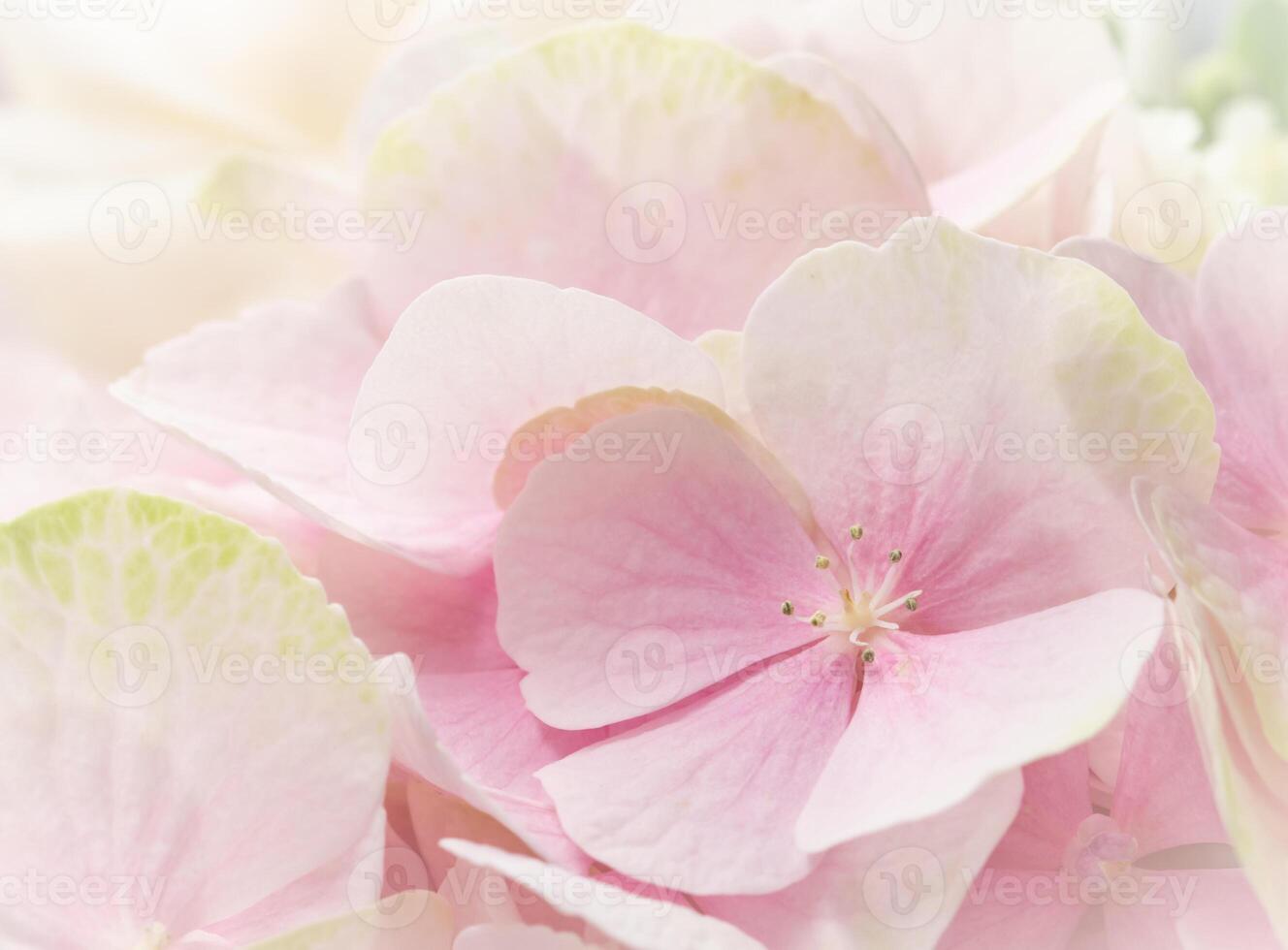Background of pink flowers. Hydrangea or hortensia in blossom. photo
