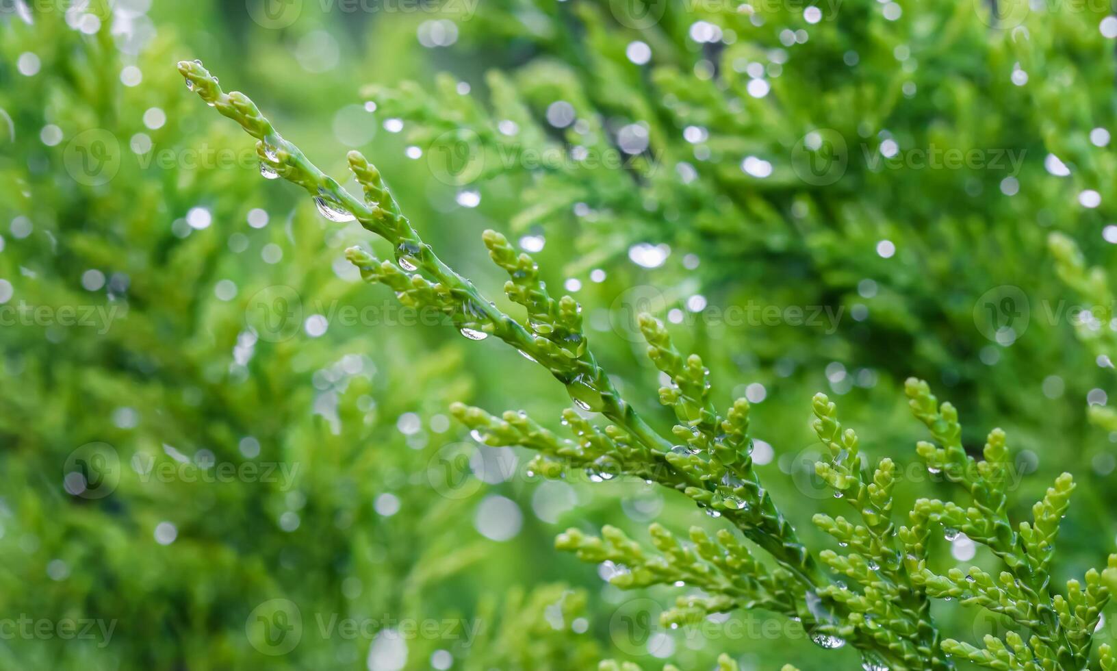 Closeup green leaves of evergreen coniferous tree Lawson Cypress or Chamaecyparis lawsoniana after the rain. Extreme bokeh with light reflection. Macro photography, selective focus, blurred background photo
