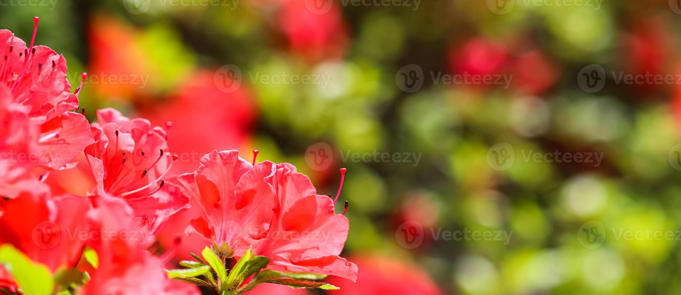 Opening of beautiful red azalea flower in spring garden. Floral background photo
