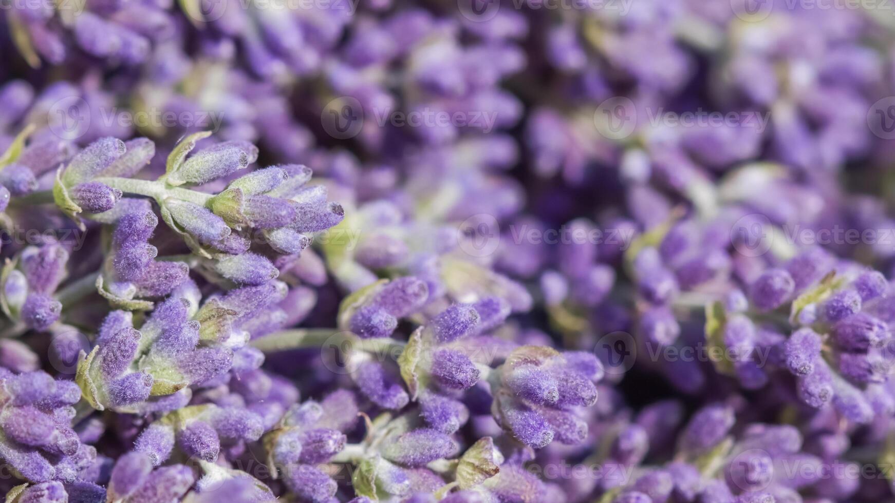 Abstract floral background, purple lavender flower. Macro flowers backdrop for holiday brand design photo