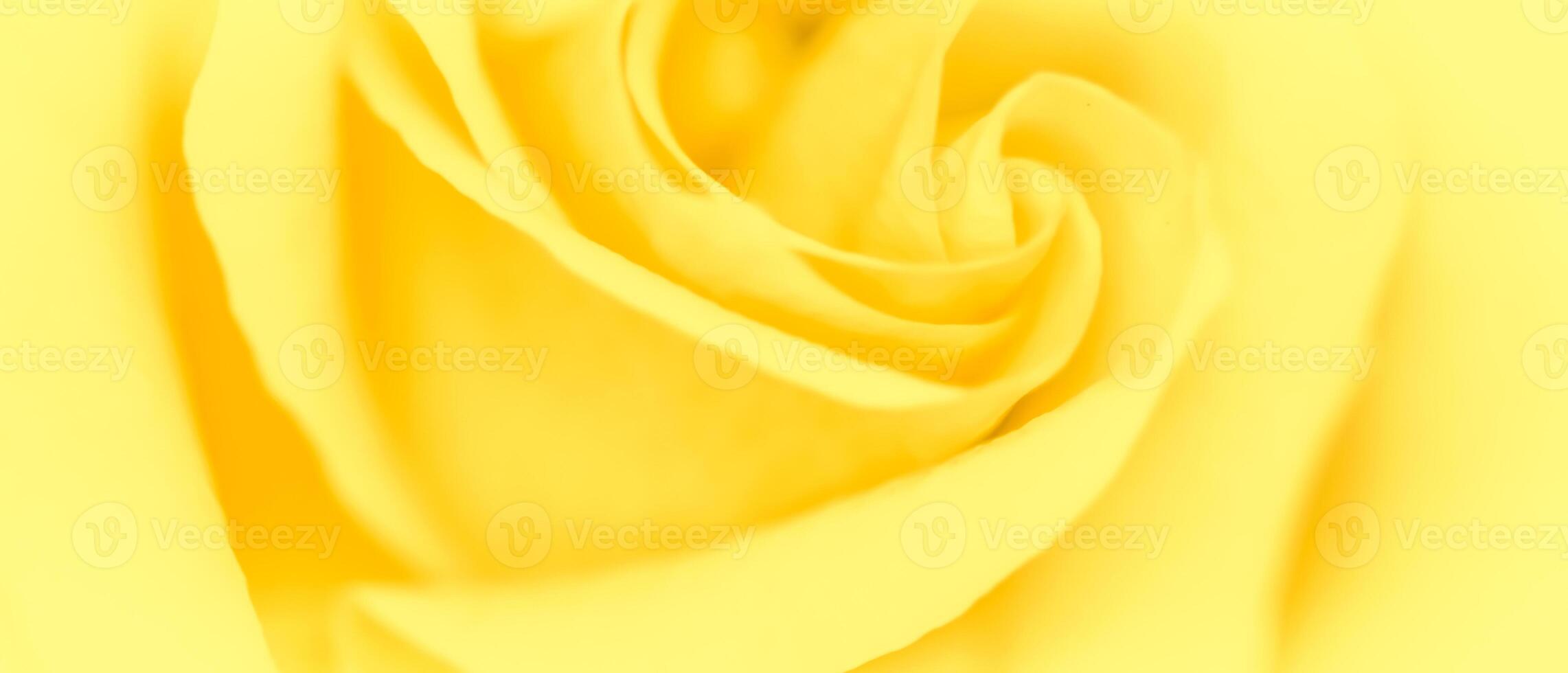 Soft focus, abstract floral background, yellow rose flower. Macro flowers backdrop for holiday brand design photo